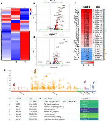 Transcriptional Profiling and Functional Analysis of N1/N2 Neutrophils Reveal an Immunomodulatory Effect of S100A9-Blockade on the Pro-Inflammatory N1 Subpopulation